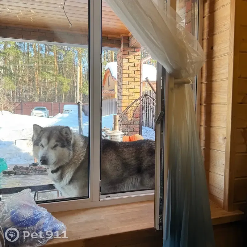 Пропал собака, 4, Пенза - аляскинский маламут, похож на волка - photo