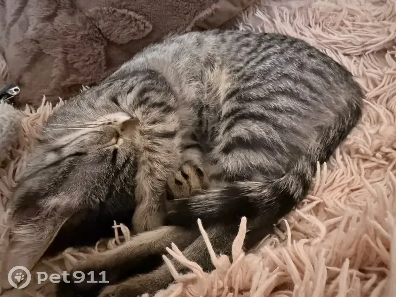 Пропала кошка, Провиантская улица, 7, Саратов - серая в полоску - photo