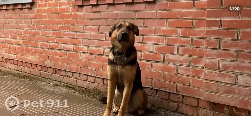 Пропал собака, улица Труда, 87/1, Краснодар - откликается на «Космос» - photo