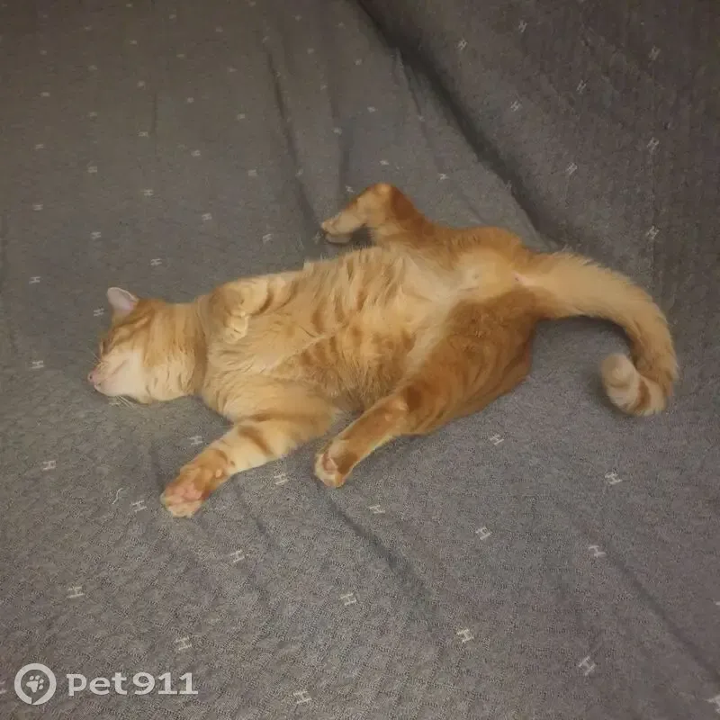 Пропал кот, улица Халтурина, Петергоф - рыжий с полосками, в черном ошейнике - photo