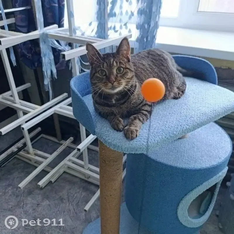 Пропала кошка, Октябрьская улица, 27, Вологда - полосатая 