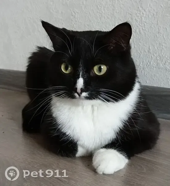 Пропала кошка, Малобрусянское - черно-белый окрас, очень пугливый - photo