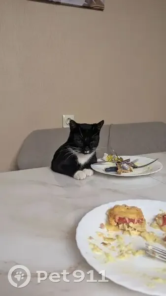 Пропала кошка, Московский проспект, 201, Санкт-Петербург - черный с белым пятном под носом - photo