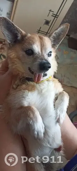 Пропал собака, 10-й Нижний Черешневый проезд, Саратов - рыженький возрастной пёсик - photo