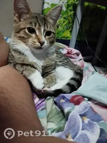 Пропала кошка, улица Гагарина, 26, Каменск-Уральский - трёхшёрстная и ласковая - photo