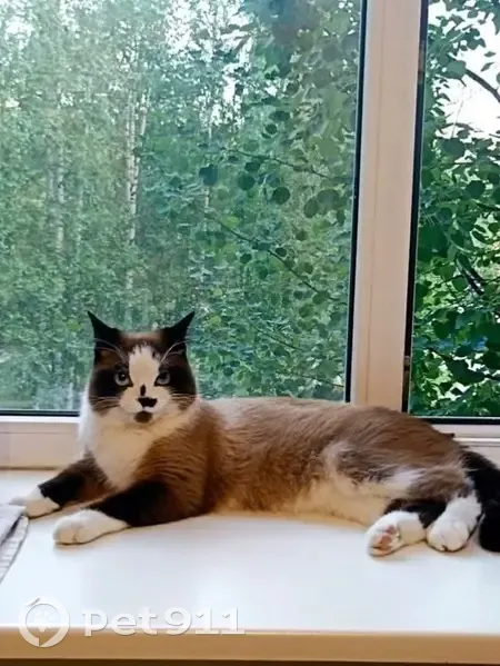 Пропал кот, Московская улица, 34Б, Сургут - коричнево-белый окрас, голубые глаза - photo