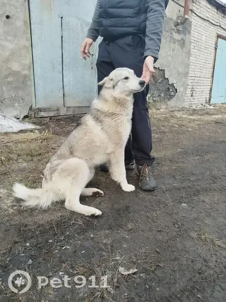 Найдена собака, мужской, Анчаково, Вологда - серый похож на лайку - photo