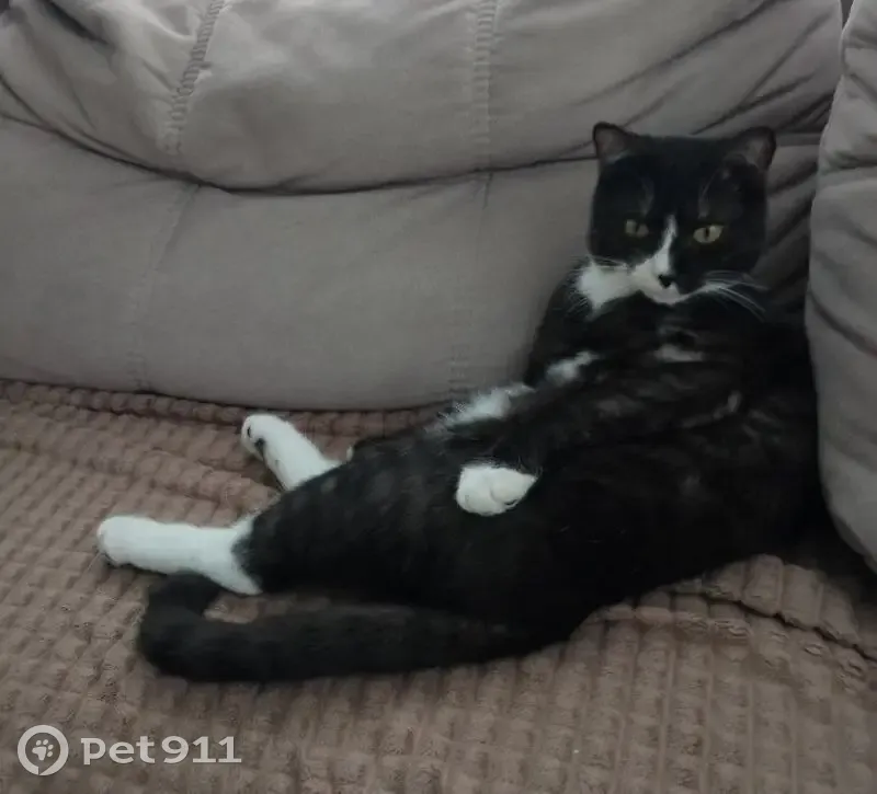 Пропал кот, черно-белый окрас, улица Маяковского, 45, Верхняя Пышма - photo