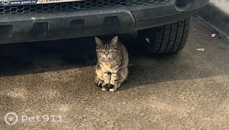 Найдена кошка, улица Сергея Сущенко, Курган - мяукает и испуганная - photo