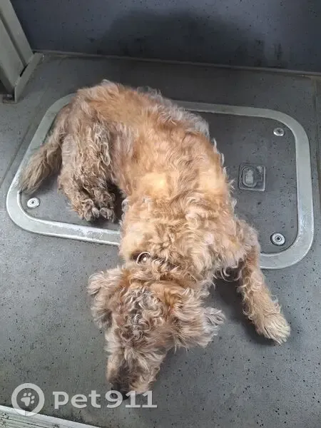 Найдена собака в автобусе 28 маршрут, улица Автомобилистов, 27/1, Петропавловск-Камчатский - photo