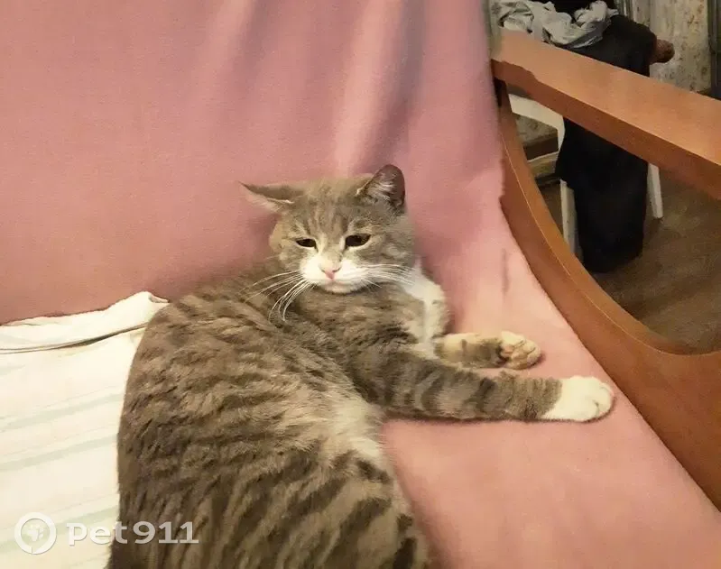 Пропала кошка, переулок Куйбышева, 21, Няндома - серый окрас, голубой ошейник - photo