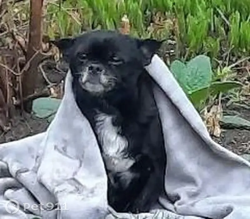 Пропала собака, улица Блюхера, 4, Славянка - возрастная с шишкой на пузе - photo