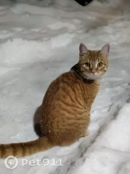 Пропала кошка, 1-я Затонская улица, 13, Омск - рыжий с жёлтыми глазами - photo