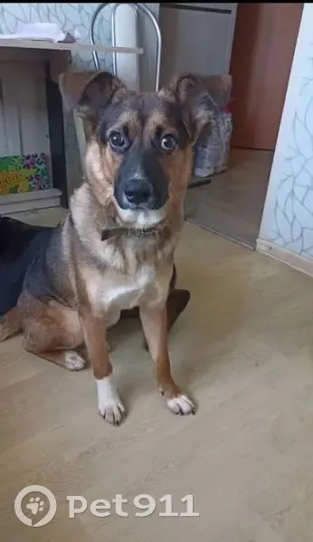 Пропала собака, улица Строителей, 44, Приволжье - photo