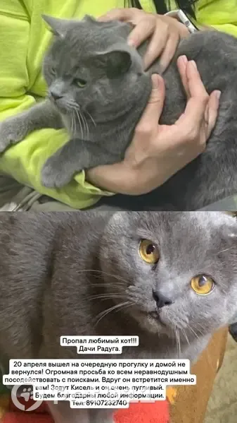 Пропала кошка, Десногорск — хмурый британец - photo