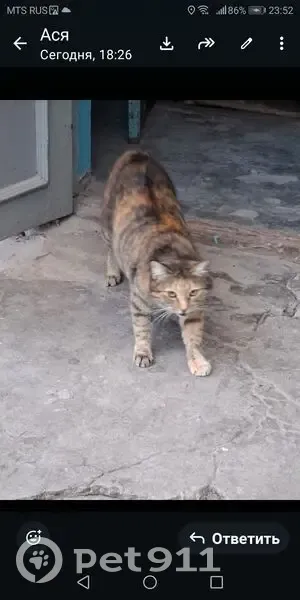 Найдена кошка, улица Пушкина, Нальчик - трехцветная, ручная - photo