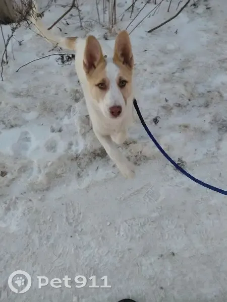 Пропала собака, улица Чапаева, 7, Корсаков - белый с рыжими пятнами - photo