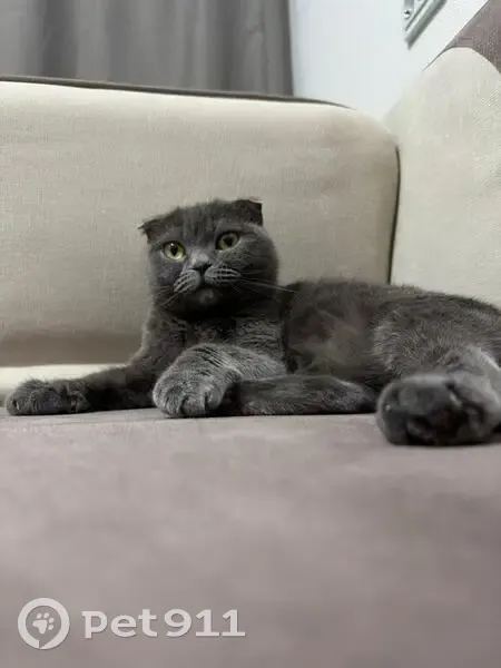 Пропала кошка, Южный переулок, 20, Корсаков - вислоухая шотландская с белым пятнышком - photo