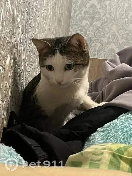 Пропала кошка, 27-я Северная улица, 121Б, Омск - пугливая и отзывается по кличке - photo