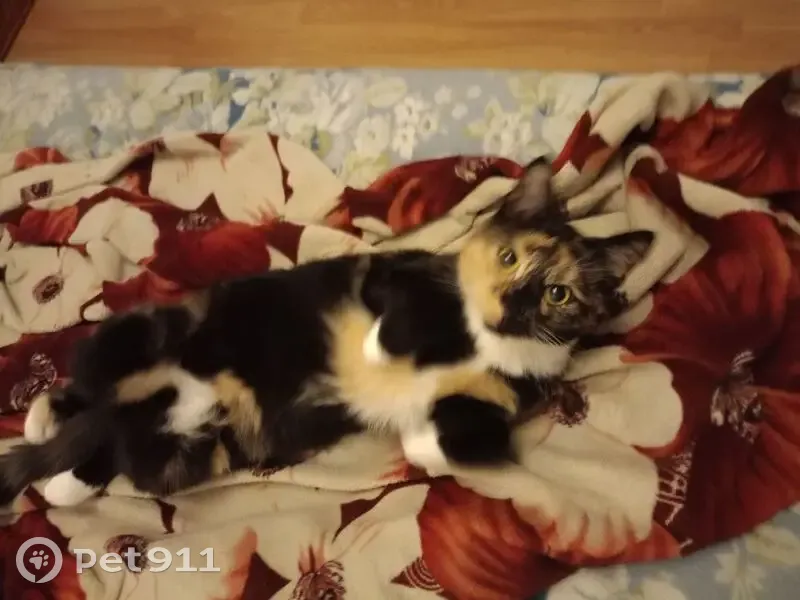 Пропала кошка, Комсомольская улица, Подпорожье - трехцветная - photo