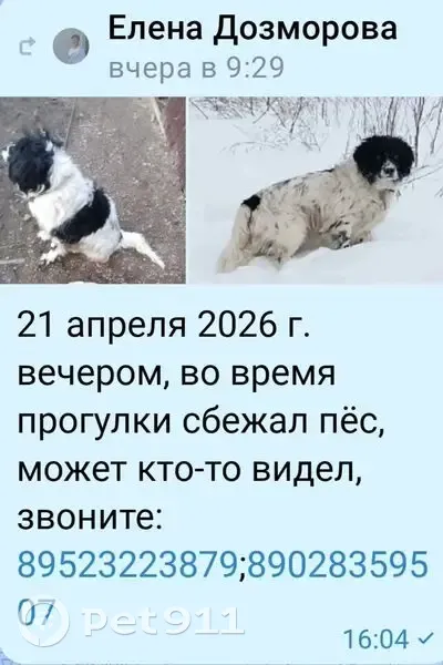 Пропала собака, улица Ивановка, Орда, Сабарка - белый с чёрными крапинками - photo