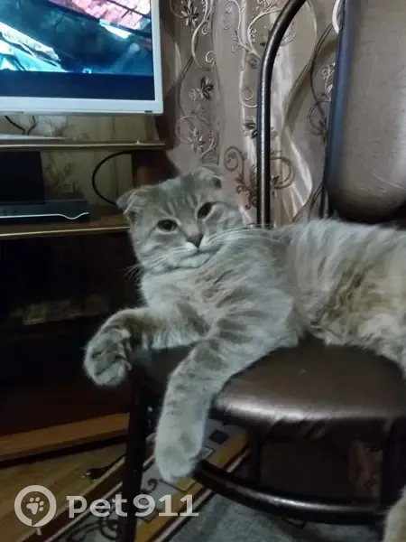 Пропала кошка, улица Суворова, 84, Ковров - светло-серая с полосками - photo