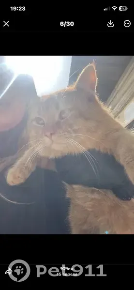 Пропала кошка, улица Турчинского, 53, Красная Поляна - рыжий с голубым ошейником - photo