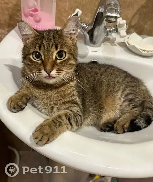 Пропала кошка, Пятовская, Тотьма - полосатая с отмороженным кончиком уха - photo