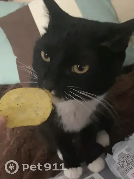 Пропала кошка, улица Ленина, 114, Лесной - черно-белый окрас, откликается на «кузсся» - photo