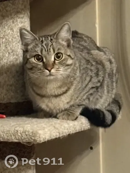 Пропала кошка, 58Н-269, 272, Богословский сельсовет - photo