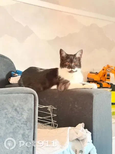 Пропала кошка, Русская улица, 21, Обь - черно-белая, боится шума - photo