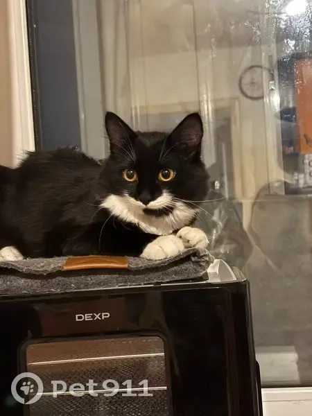 Пропала кошка, Бобровка, Алтайский край - черная с белой мордочкой и пушистым хвостом - photo