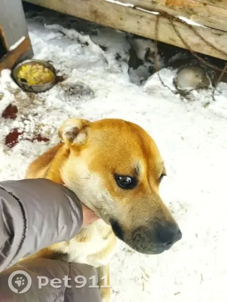 Пропала собака, Потюкановский сельсовет - рыжий, среднего роста - photo