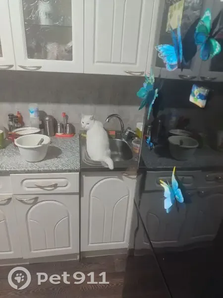 Пропала кошка, Осиновое Плёсо - белая с разными глазами - photo