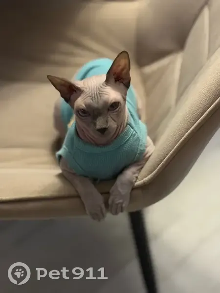 Пропала кошка, Садовая улица, 8, Агроном - светло-серая канадский сфинкс - photo