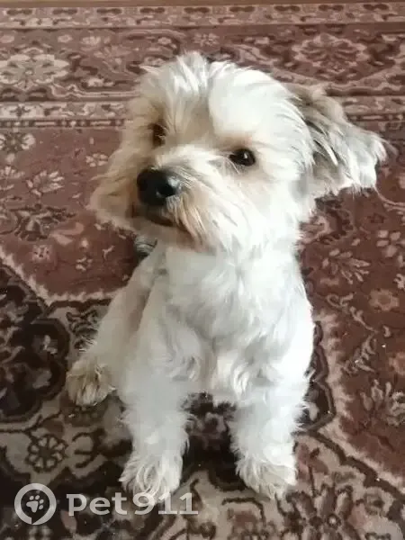 Пропала собака, Иркутский район - йоркширский терьер голдаст - photo