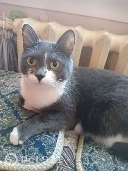 Пропала кошка, улица Палласа, 5/1, Новосибирск - серый окрас с белыми лапками - photo