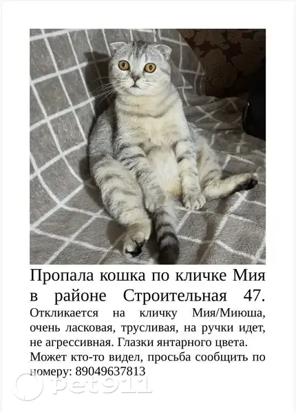 Пропала кошка, Строительная улица, 47, Юрга - светло-серая вислоухая - photo