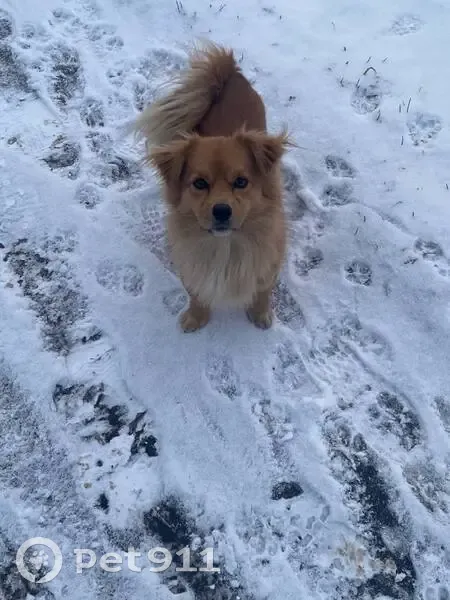 Пропала собака, Тяжино, Московская область - рыжий, похож на лисенка - photo
