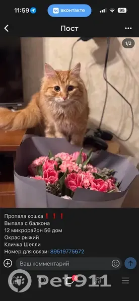 Пропала кошка, 56, Нефтеюганск - маленькая рыжая пушистая - photo