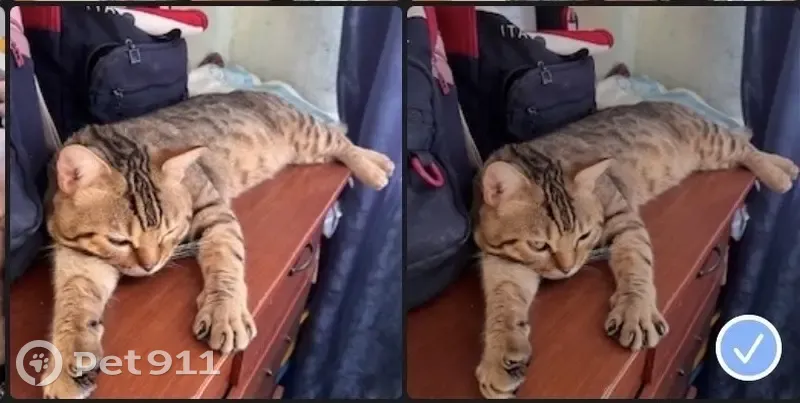 Пропала кошка, улица Комарова, Камское Устье - крупная с черными полосками - photo