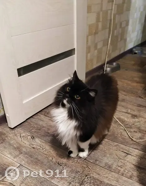 Пропала кошка, улица Масленникова, Омск - ассиметрия на мордочке - photo