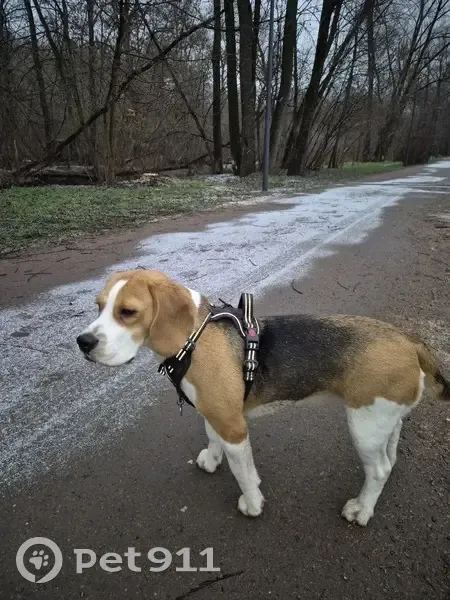 Пропала собака, улица Пырьева, 26 к1, Москва - бигль, девочка 2 года - photo