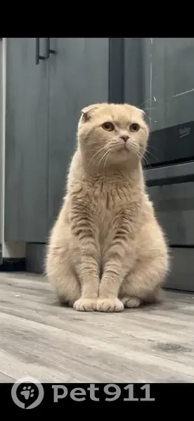 Пропала кошка, Косогорная улица, 3, Маркова - рыжий окрас, упитанный - photo