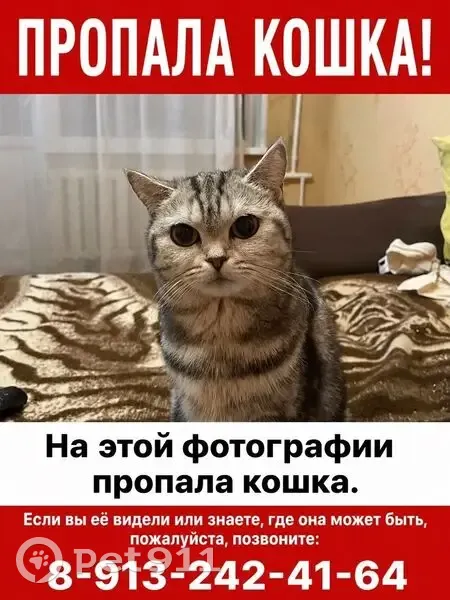 Пропала кошка, Сельмашская улица, 19, Рубцовск - photo