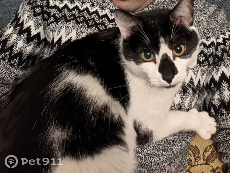 Пропала кошка, Коровинское шоссе, 14 к1, Москва - сломан хвост - photo