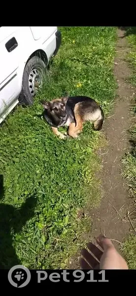 Пропала собака, Барабинская улица, 74, Хабаровск - помесь овчарки, чип на ухе - photo
