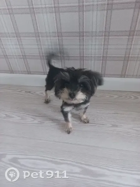 Пропала собака, Суздальское шоссе, городской округ Ярославль - черный окрас, коричневые носочки - photo