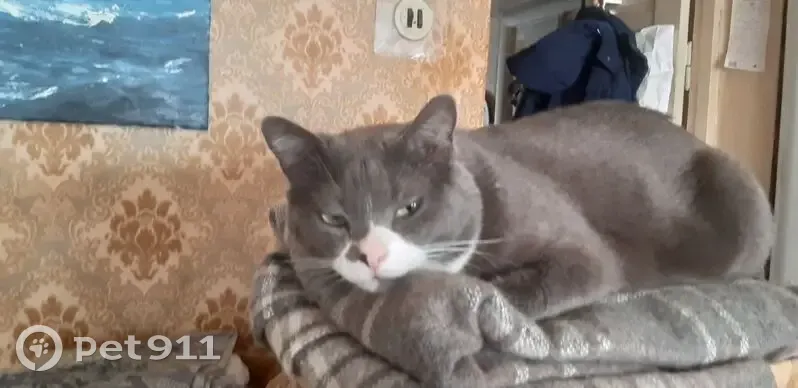 Пропала кошка, Тюменская улица, 26, Владивосток - серый с белым пузом и лапками - photo