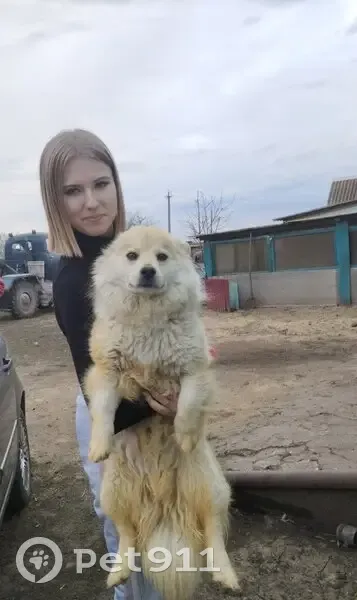 Пропала собака, городское поселение Кшенский, имени Ленина - рыжий с белым окрас - photo